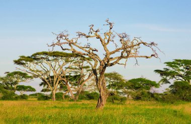 Kenya bozkırında yürüyen genç bir Afrika filinin güzel bir fotoğrafı.