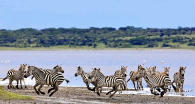 Zebralar Serengeti Milli Parkı, Tanzanya 'da