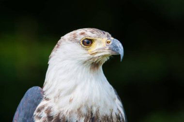Afrika balık kartalı (Haliaeetus vocifer))