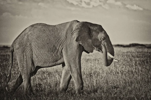 Afrikai Elefántok Kruger Nemzeti Parkban Dél Afrika — Stock Fotó