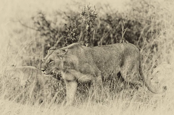 Leão Fêmea Africano Parque Nacional Hlane Suazilândia — Fotografia de Stock