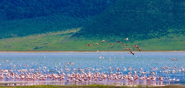 Flamingoer Ngorongoro Krateret Tanzania – stockfoto
