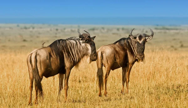 Afrykański Zachód Słońca Błękitnymi Wildebeestami Park Narodowy Maasai Mara Kenii — Zdjęcie stockowe