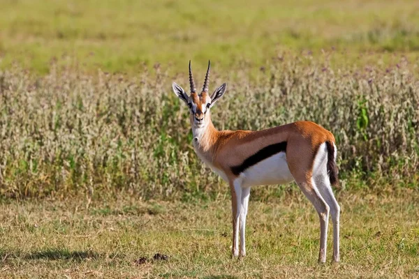 Impala Kruger Nemzeti Parkban Botswana — Stock Fotó