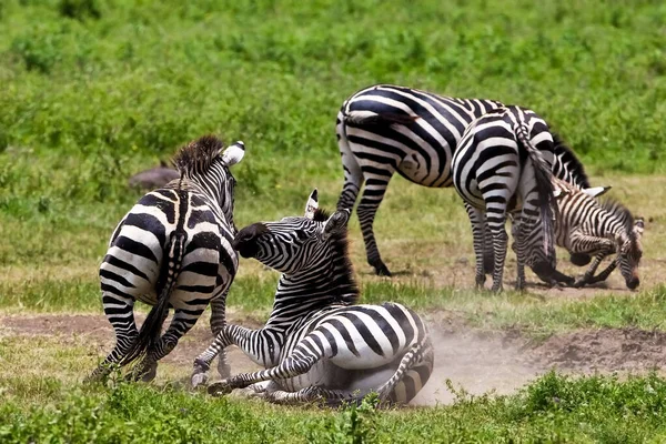 Zebras Parque Nacional Serengeti Tanzânia — Fotografia de Stock