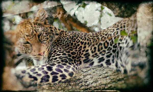 Imagem Estilo Vintage Leopardo Parque Nacional Maasai Mara Quênia — Fotografia de Stock