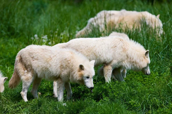 Witte Beer Het Gras — Stockfoto