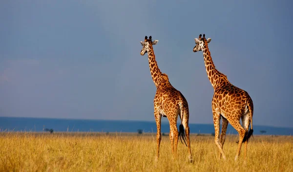 Zürafalar (Giraffa camelopardalis) Botsvana, Afrika 'da Okavango Deltası' nda