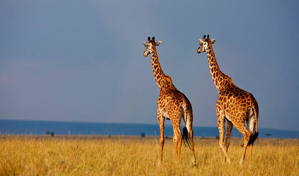 Giraffes (Giraffa camelopardalis) in the Okavango Delta in Botswana, Africa