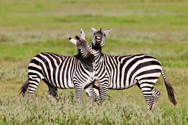 Zebras Parque Nacional Serengeti Tanzânia — Fotografia de Stock