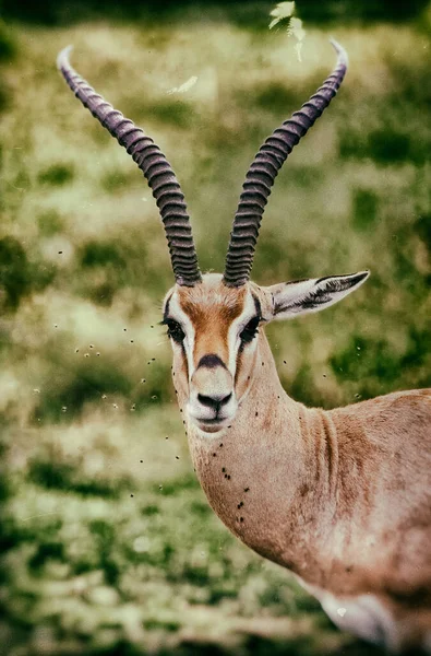 Afrikai Antilop Szavannában — Stock Fotó