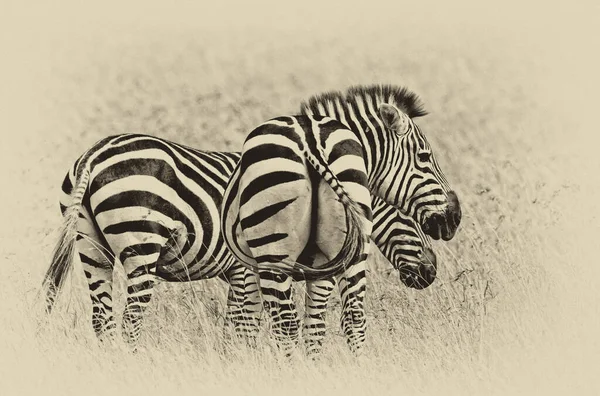 Zebras Parque Nacional Serengeti Tanzânia — Fotografia de Stock