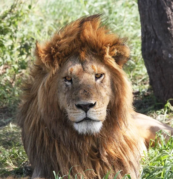 African Lion Maasai Mara — Stock Photo, Image