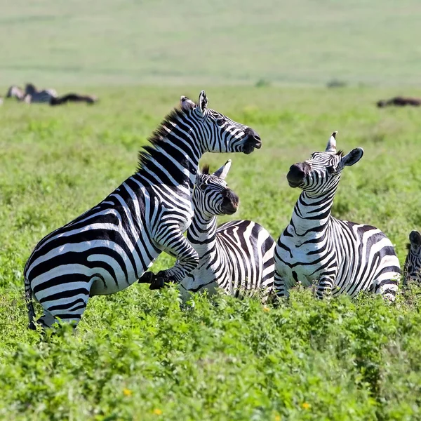 Zebras Cratera Ngorongoro Tanzânia — Fotografia de Stock