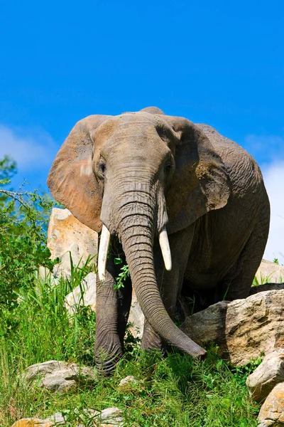 Słonie Afrykańskie Parku Narodowym Kruger Republika Południowej Afryki — Zdjęcie stockowe