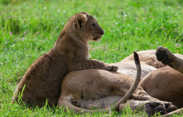 Løveunge Med Løvinne Gresset Ngorongoro Krateret Tanzania – stockfoto