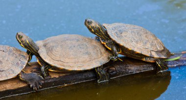 Kaplumbağalar deniz manzaralı.