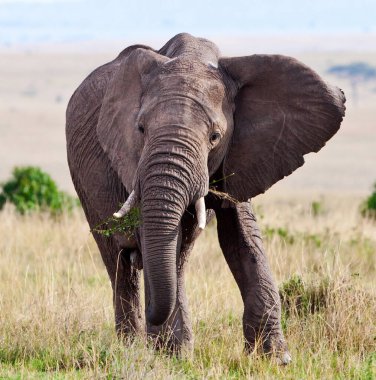 Güney Afrika Kruger Ulusal Parkı 'ndaki Afrika filleri.
