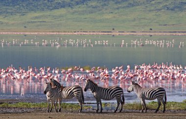 Zebralar Serengeti Milli Parkı, Tanzanya 'da