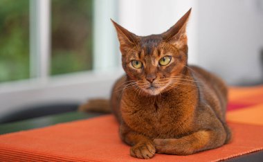 Masada yatan Habeş cinsinden güzel bir kedinin fotoğrafı. 