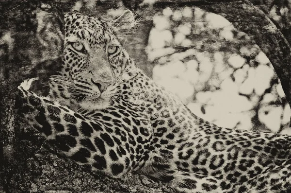 Imagem Estilo Vintage Leopardo Parque Nacional Maasai Mara Quênia — Fotografia de Stock