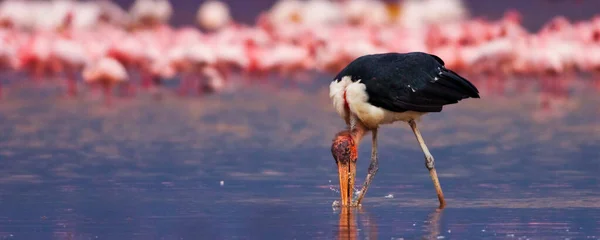 Eine Nahaufnahme Eines Rosa Vogels Auf Verschwommenem Hintergrund — Stockfoto