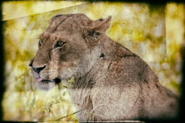 Leão Fêmea Africano Parque Nacional Hlane Suazilândia — Fotografia de Stock