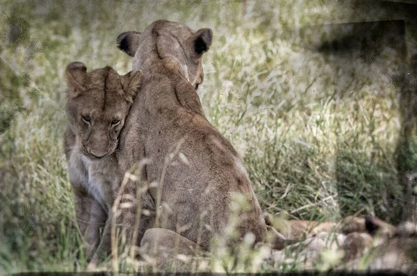 タンザニア ンゴロンゴロ川の草の中のライオンの赤ちゃんのヴィンテージスタイルの画像 — ストック写真