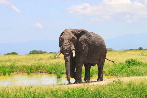 Afrikanische Elefanten Krüger Nationalpark Südafrika — Stockfoto