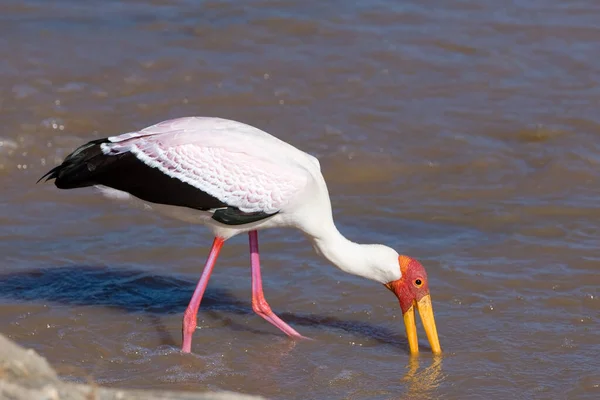 Gölde Duran Pembe Bir Flamingonun Yakın Plan Çekimi — Stok fotoğraf