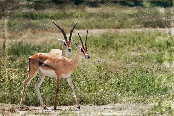 Antílope Africano Jirafa Camelopardalis Sabana Kenya —  Fotos de Stock