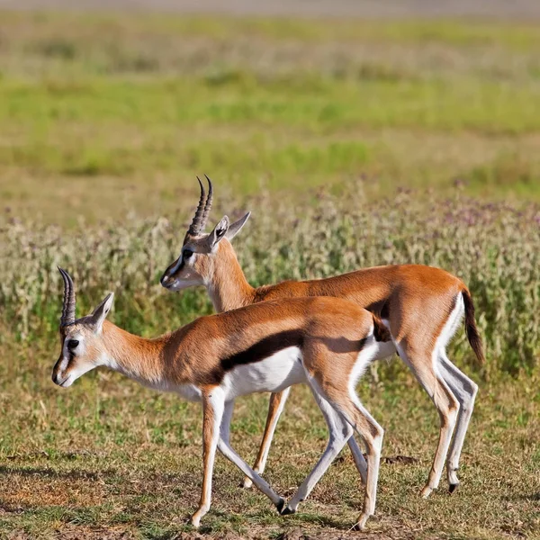 Antilope Africaine Giraffa Camelopardalis Dans Savane Kenya — Photo