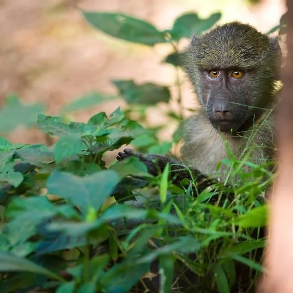 Singe Dans Forêt — Photo