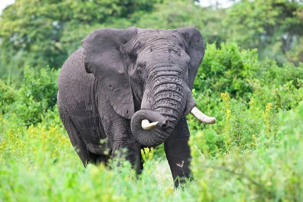 Éléphant Afrique Dans Cratère Ngorongoro Tanzanie — Photo