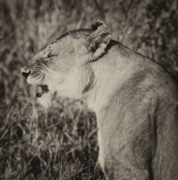 African Female Lion Hlane National Park Swaziland — Stock Photo, Image