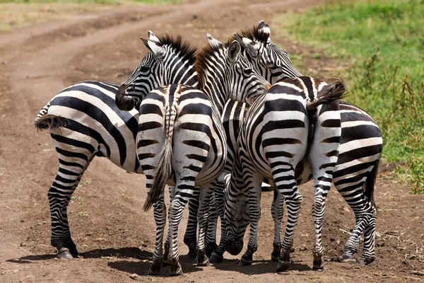 Zebra Zoo — Stock Photo, Image