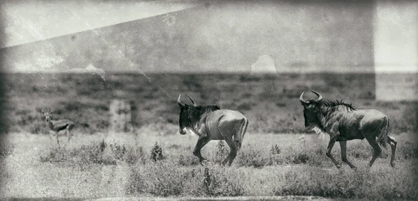 Uma Manada Cavalos Campo — Fotografia de Stock