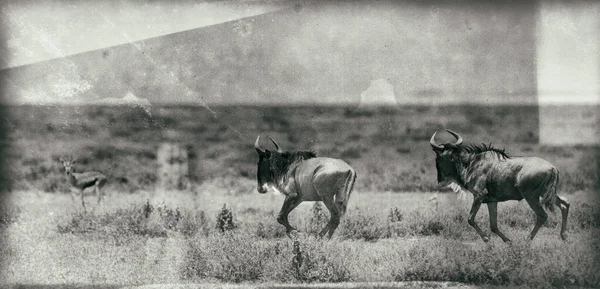 Una Manada Caballos Campo — Foto de Stock