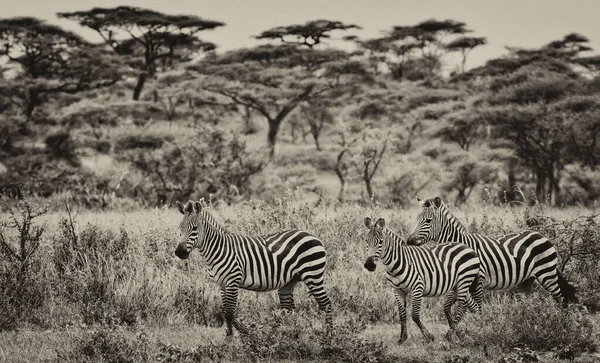 Zebras Parque Nacional Serengeti Tanzânia — Fotografia de Stock