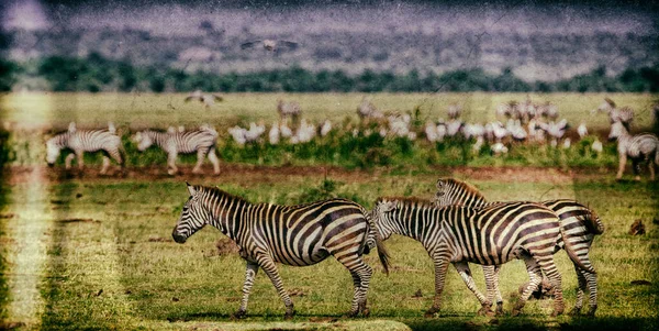 Cebras Parque Nacional Del Serengeti Tanzania — Foto de Stock