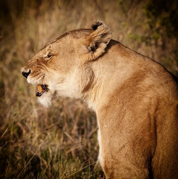 Afrikanisches Löwenweibchen Hlane Nationalpark Swasiland — Stockfoto