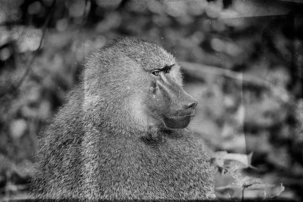 Close Macaco Preto Branco Bonito — Fotografia de Stock