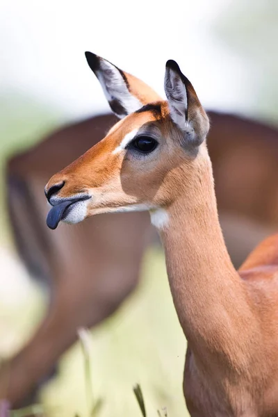 Giraffe Giraffa Camelopardalis Nel Delta Dell Okavango Botswana Africa — Foto Stock