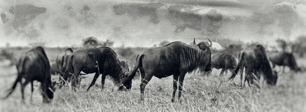 Vintage Styl Afrického Západu Slunce Modrými Pakoně Národní Park Maasai — Stock fotografie