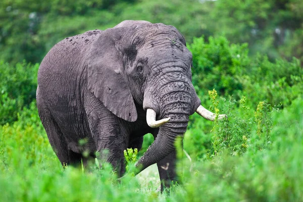 Słoń Afrykański Kraterze Ngorongoro Tanzania — Zdjęcie stockowe
