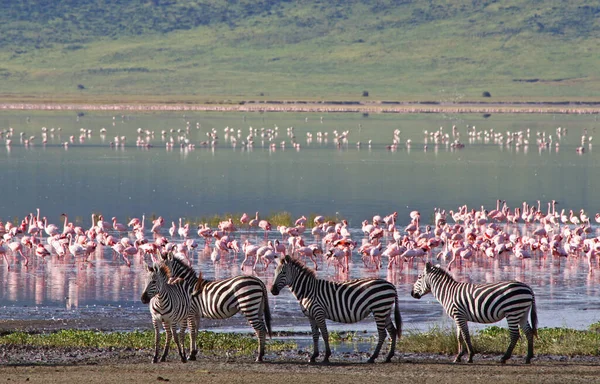 Zebra Het Nationaal Park Serengeti Tanzania Rechtenvrije Stockfoto's