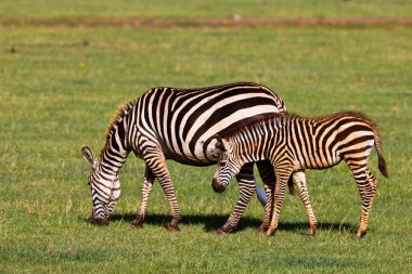 Zebralar Serengeti Milli Parkı, Tanzanya 'da