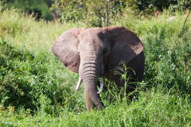 Güney Afrika Kruger Ulusal Parkı 'ndaki Afrika filleri.