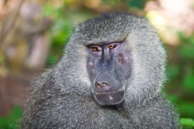 Siyah kuyruklu bir makağa yakın çekim