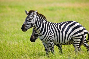 Zebralar Serengeti Milli Parkı, Tanzanya 'da